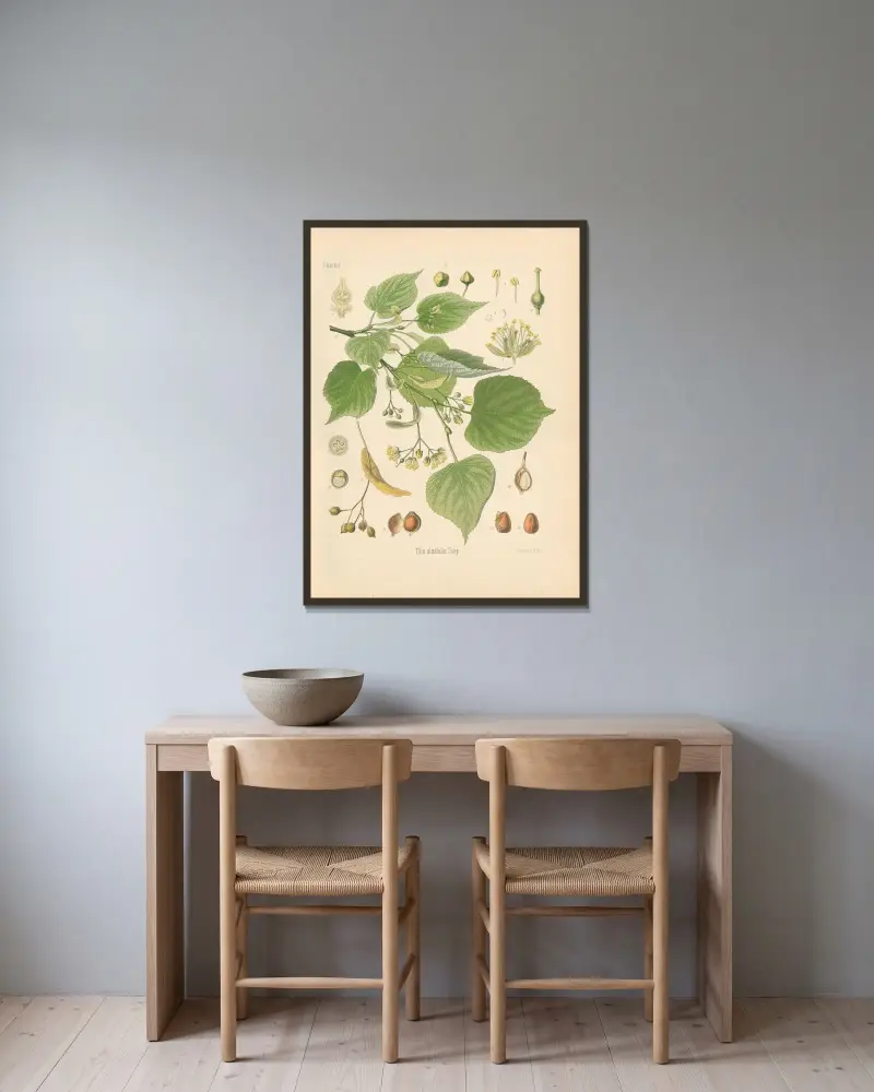 Tilia ulmifolia av Gustav Pabst inramad på en vägg