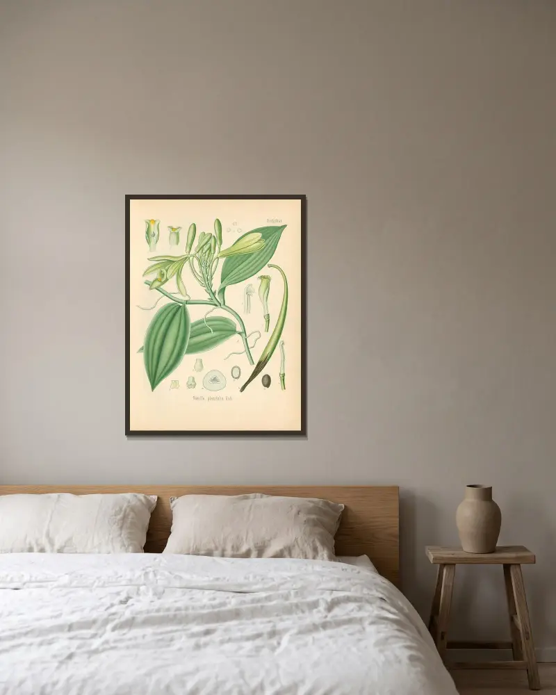 Vanilla planifolia av Gustav Pabst inramad på en vägg