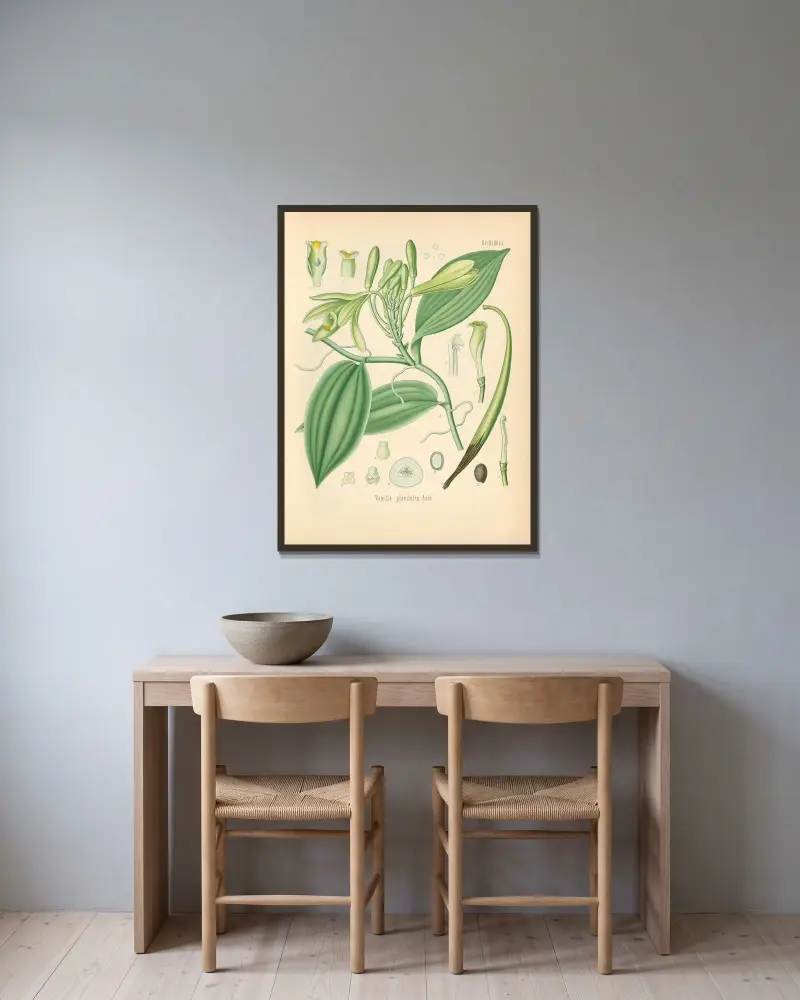 Vanilla planifolia av Gustav Pabst inramad på en vägg