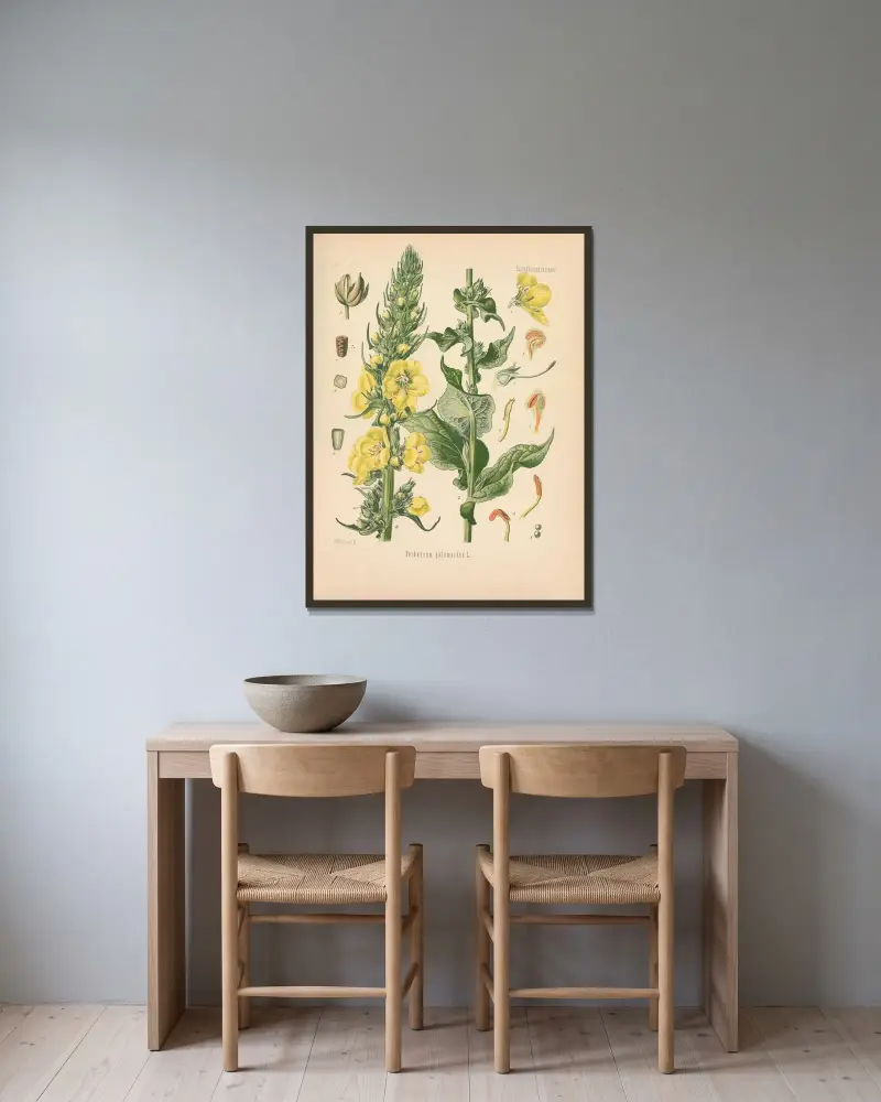 Verbascum phlomoides av Gustav Pabst inramad på en vägg