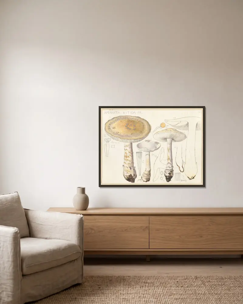 Amanita nitida Fr. av Hans Walty inramad på en vägg