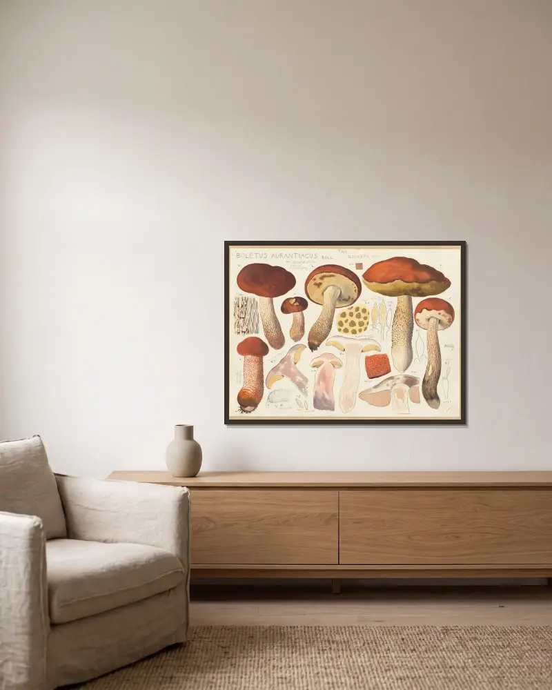 Boletus aurantiacus Bull. av Hans Walty inramad på en vägg
