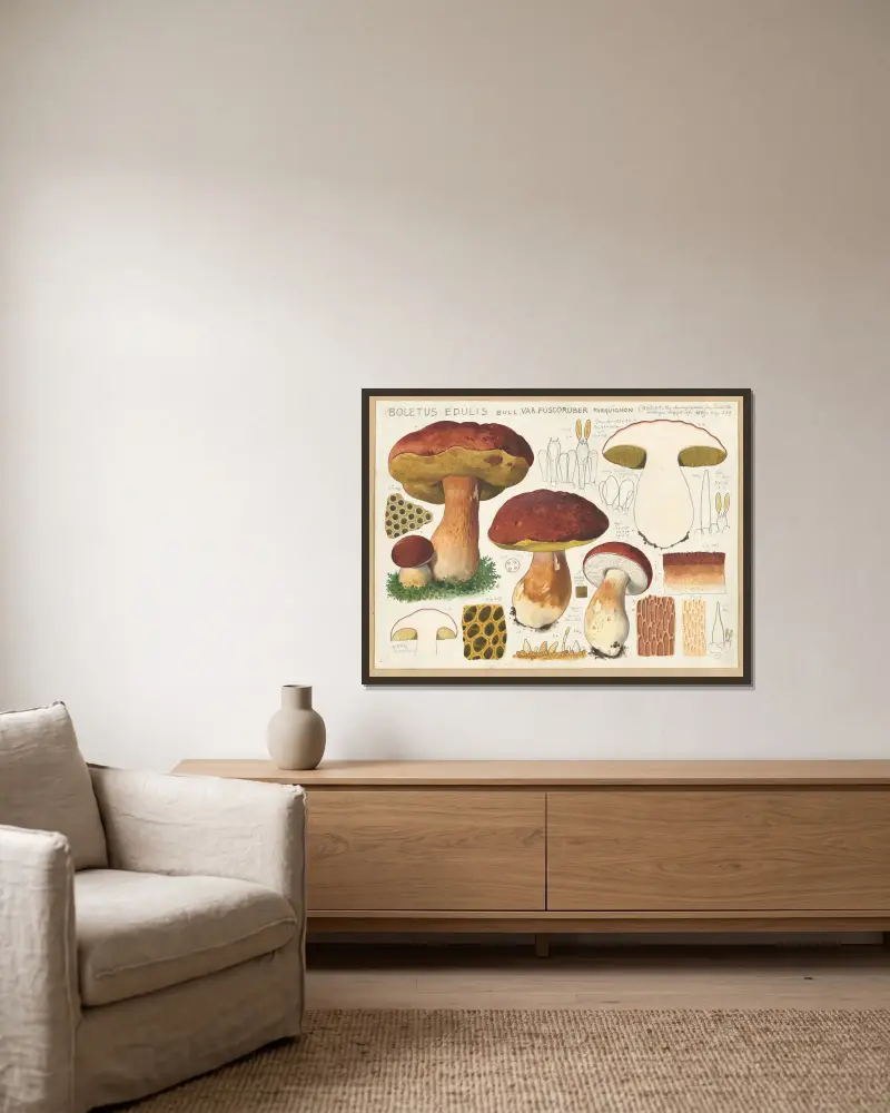 Boletus edulis Bull. var. fuscoruber forquignon av Hans Walty inramad på en vägg