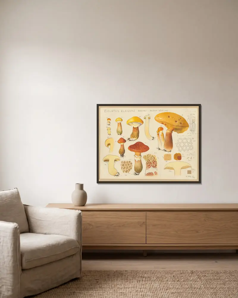 Boletus elegans Schum. von Hans Walty gerahmt an einer Wand