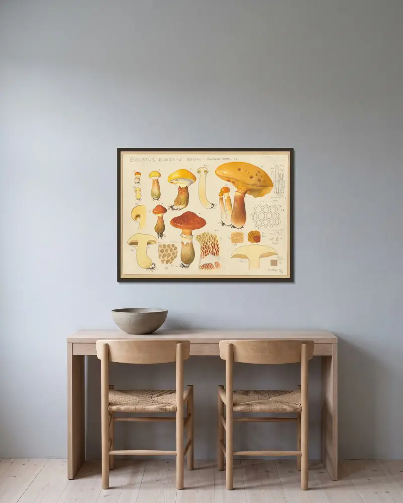 Boletus elegans Schum. von Hans Walty gerahmt an einer Wand