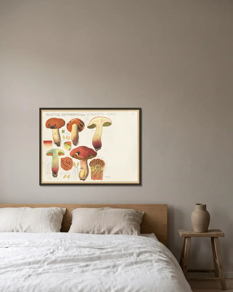 Boletus erythropus Pers., B. queletii Schulzer. av Hans Walty inramad på en vägg