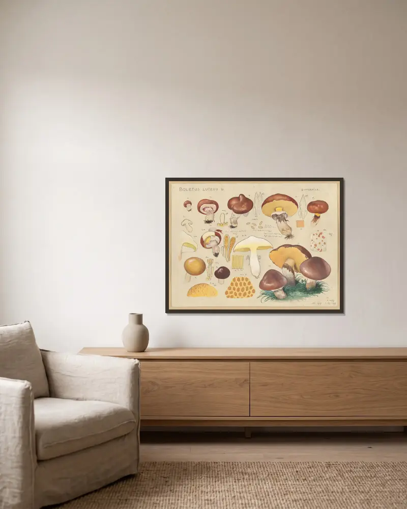 Boletus luteus L. von Hans Walty gerahmt an einer Wand