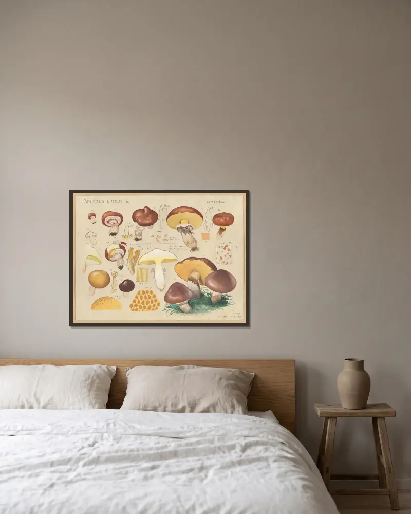 Boletus luteus L. von Hans Walty gerahmt an einer Wand