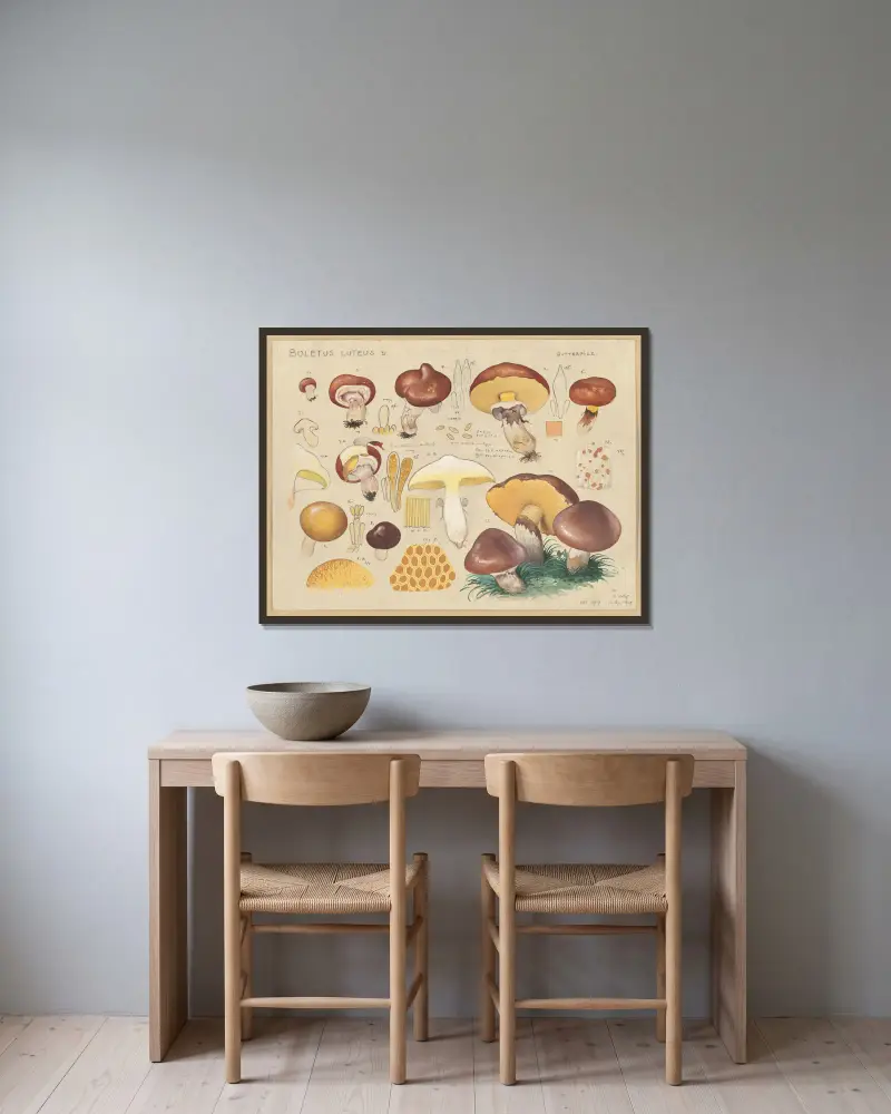 Boletus luteus L. von Hans Walty gerahmt an einer Wand