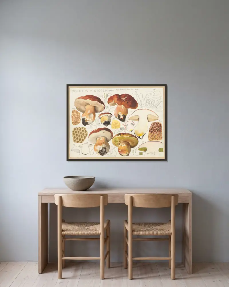 Boletus pinicola Vent. av Hans Walty inramad på en vägg