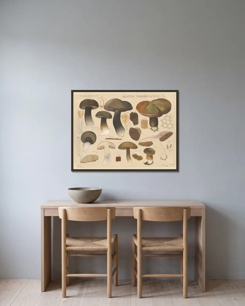 Boletus porphyrosporus Fr. av Hans Walty inramad på en vägg