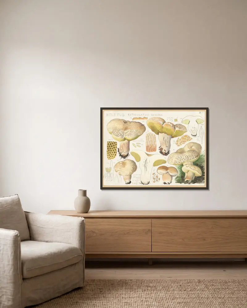 Boletus reticulatus Schaeffer. av Hans Walty inramad på en vägg