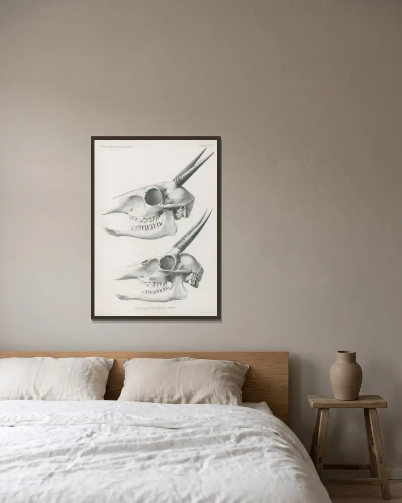 1. Antilope ocularis. 2. Antilope hastata, Wilhelm Karl Hartwich Peters v rámu na stěně