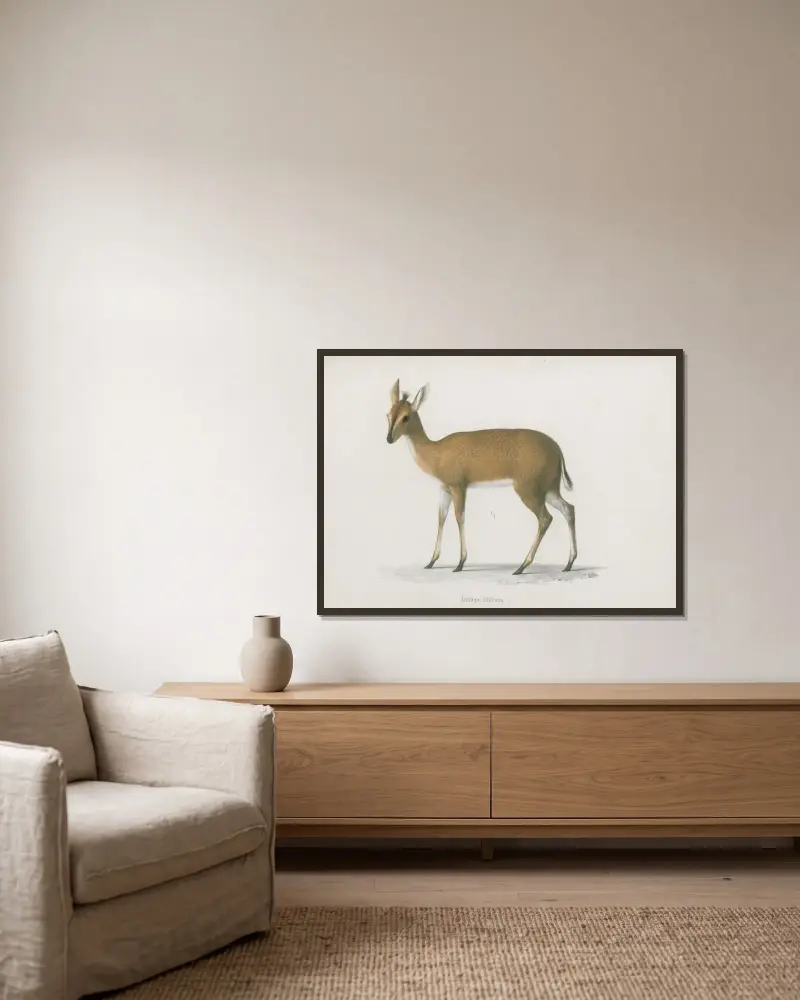 Antilope altifrons, Wilhelm Karl Hartwich Peters v rámu na stěně