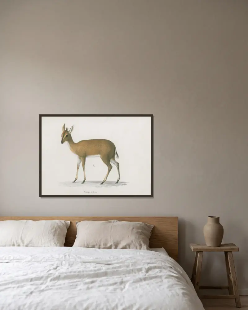 Antilope altifrons, Wilhelm Karl Hartwich Peters v rámu na stěně