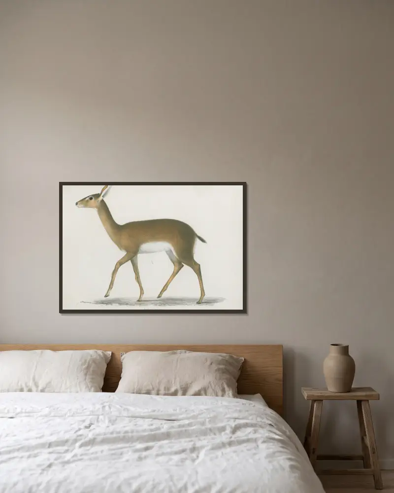 Antilope hastata av Wilhelm Karl Hartwich Peters inramad på en vägg