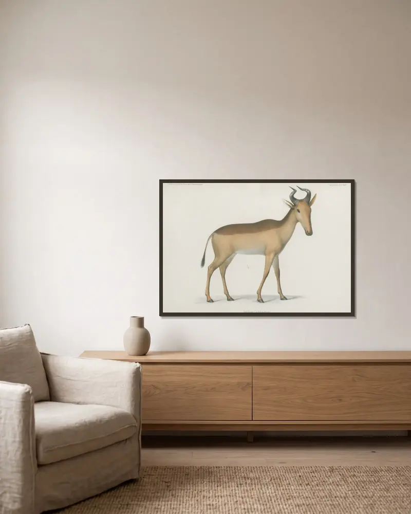 Antilope Lichtenseinii av Wilhelm Karl Hartwich Peters inramad på en vägg
