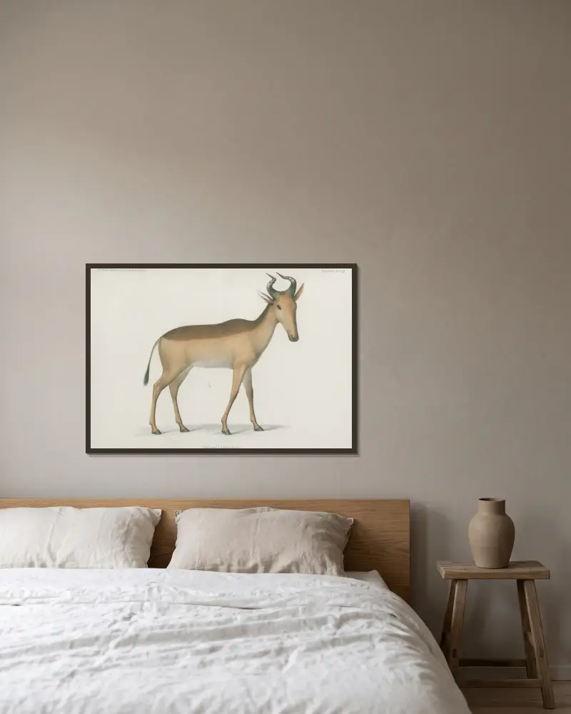 Antilope Lichtenseinii av Wilhelm Karl Hartwich Peters inramad på en vägg