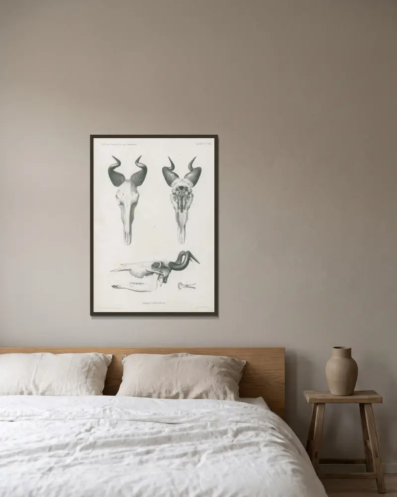 Antilope Lichtensteinii., Wilhelm Karl Hartwich Peters v rámu na stěně