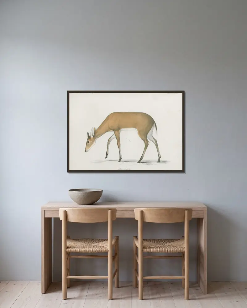 Antilope ocularis av Wilhelm Karl Hartwich Peters inramad på en vägg