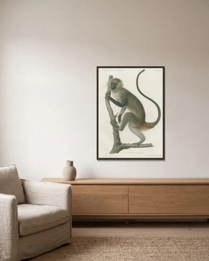 Cercopithecus erythrarchus, Wilhelm Karl Hartwich Peters v rámu na stěně