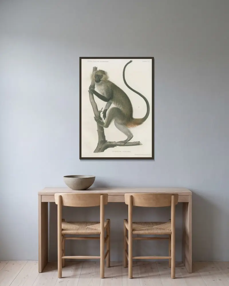 Cercopithecus erythrarchus, Wilhelm Karl Hartwich Peters v rámu na stěně