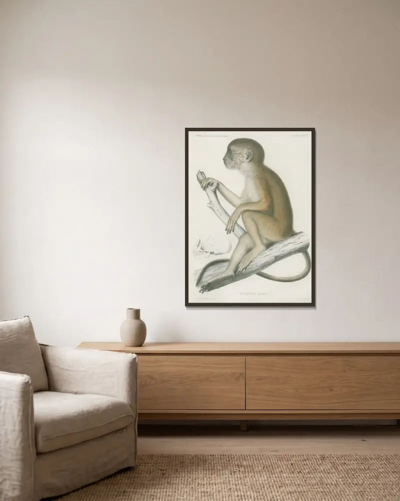 Cercopithecus flavidus, Wilhelm Karl Hartwich Peters v rámu na stěně