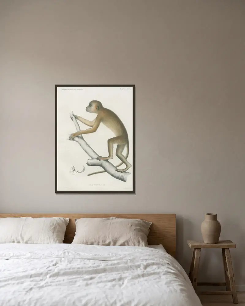 Cercopithecus ochraceus, Wilhelm Karl Hartwich Peters v rámu na stěně