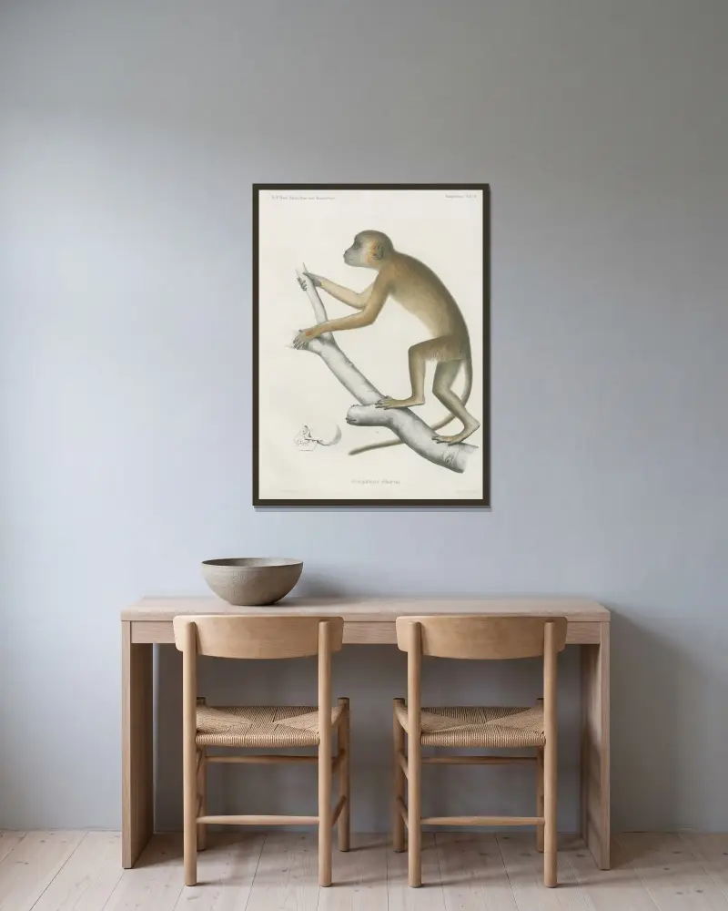 Cercopithecus ochraceus, Wilhelm Karl Hartwich Peters v rámu na stěně