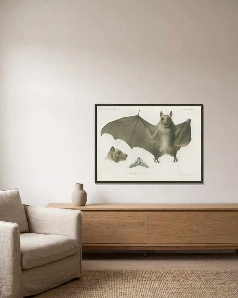 Epomophorus cryptorus, Wilhelm Karl Hartwich Peters v rámu na stěně