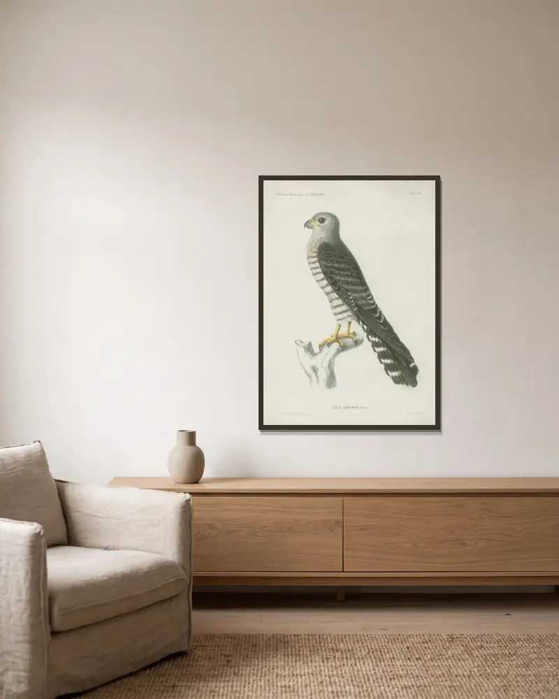 Falco zoniventris av Wilhelm Karl Hartwich Peters inramad på en vägg