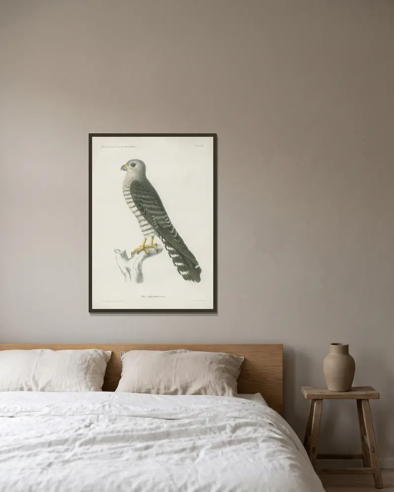 Falco zoniventris av Wilhelm Karl Hartwich Peters inramad på en vägg