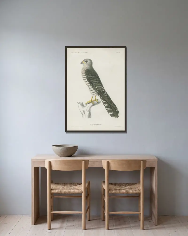 Falco zoniventris av Wilhelm Karl Hartwich Peters inramad på en vägg