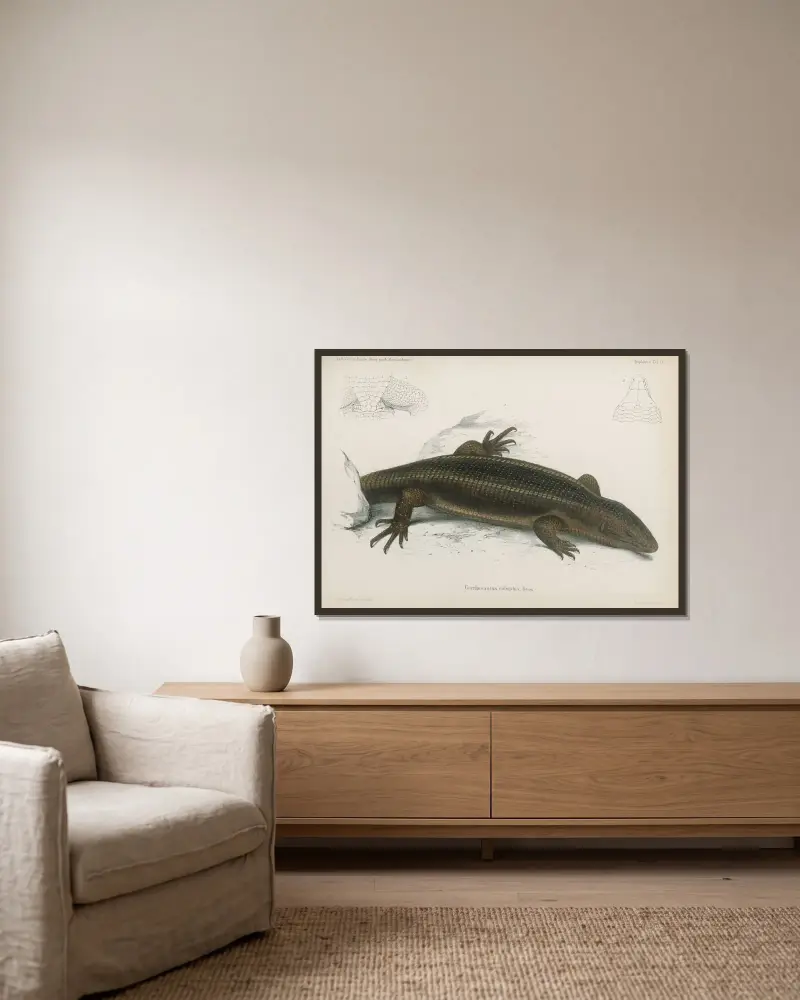 Gerrhosaurus robustus, Wilhelm Karl Hartwich Peters v rámu na stěně