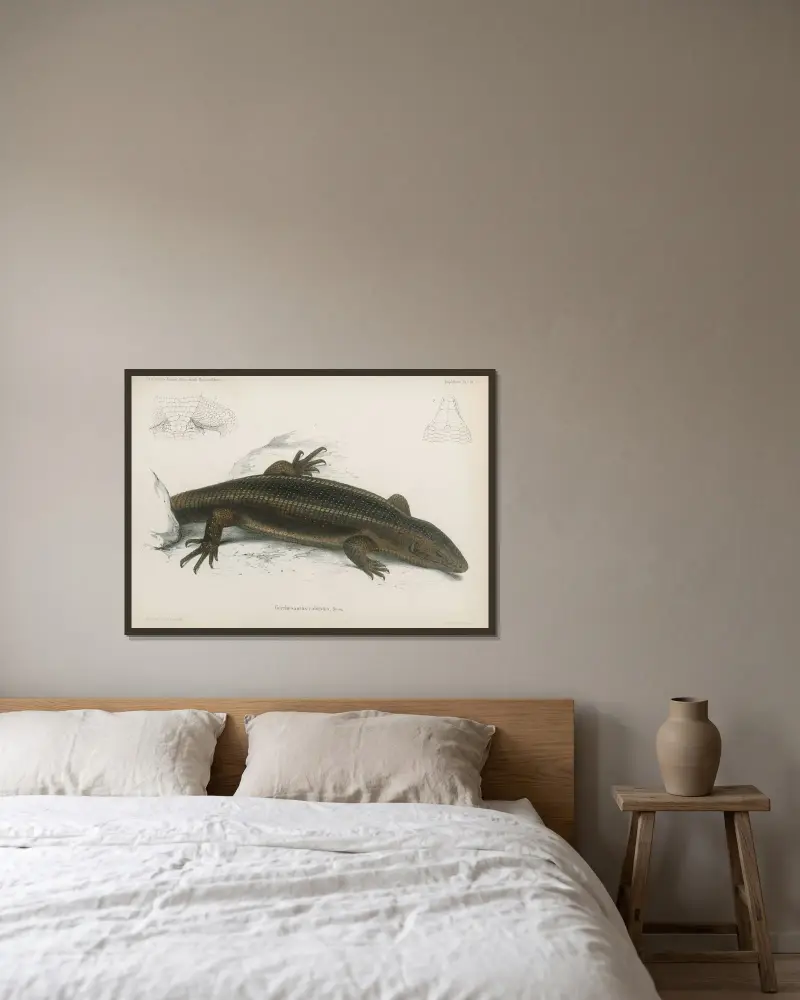 Gerrhosaurus robustus, Wilhelm Karl Hartwich Peters v rámu na stěně