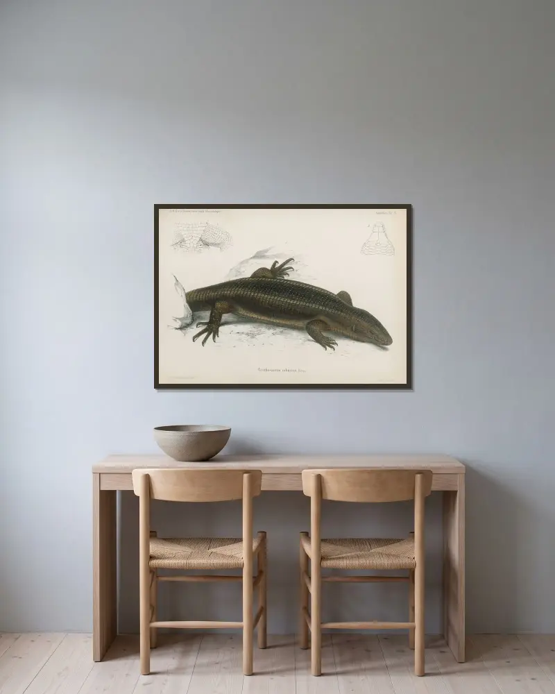 Gerrhosaurus robustus, Wilhelm Karl Hartwich Peters v rámu na stěně