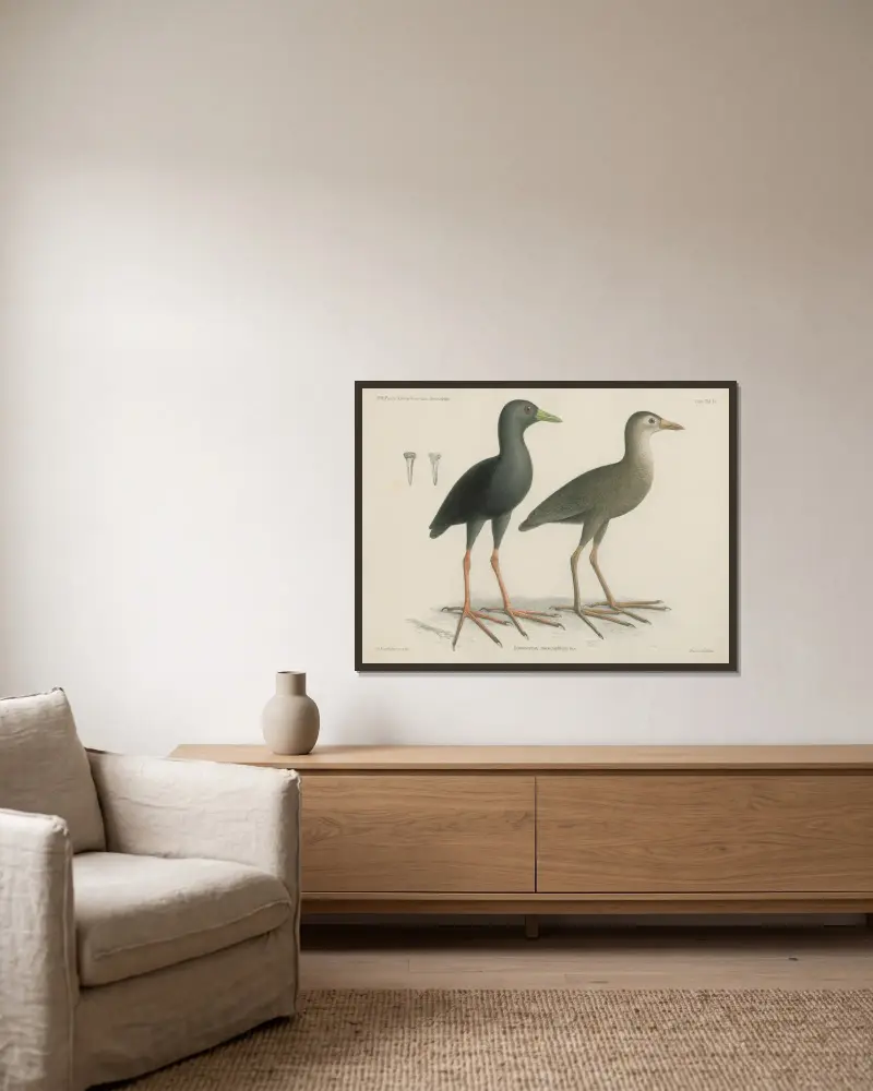 Limnocorax mossambicus av Wilhelm Karl Hartwich Peters inramad på en vägg