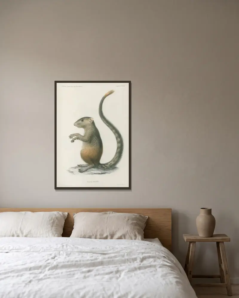 Sciurus mutabilis, Wilhelm Karl Hartwich Peters v rámu na stěně