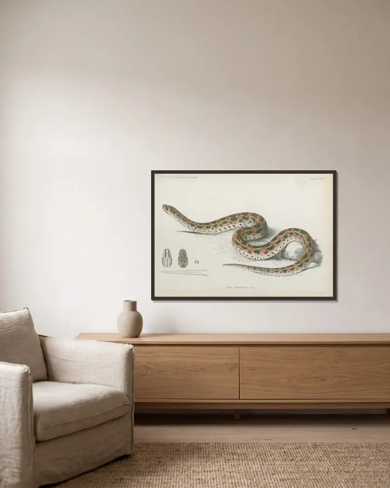 Vipera superciliaris av Wilhelm Karl Hartwich Peters inramad på en vägg