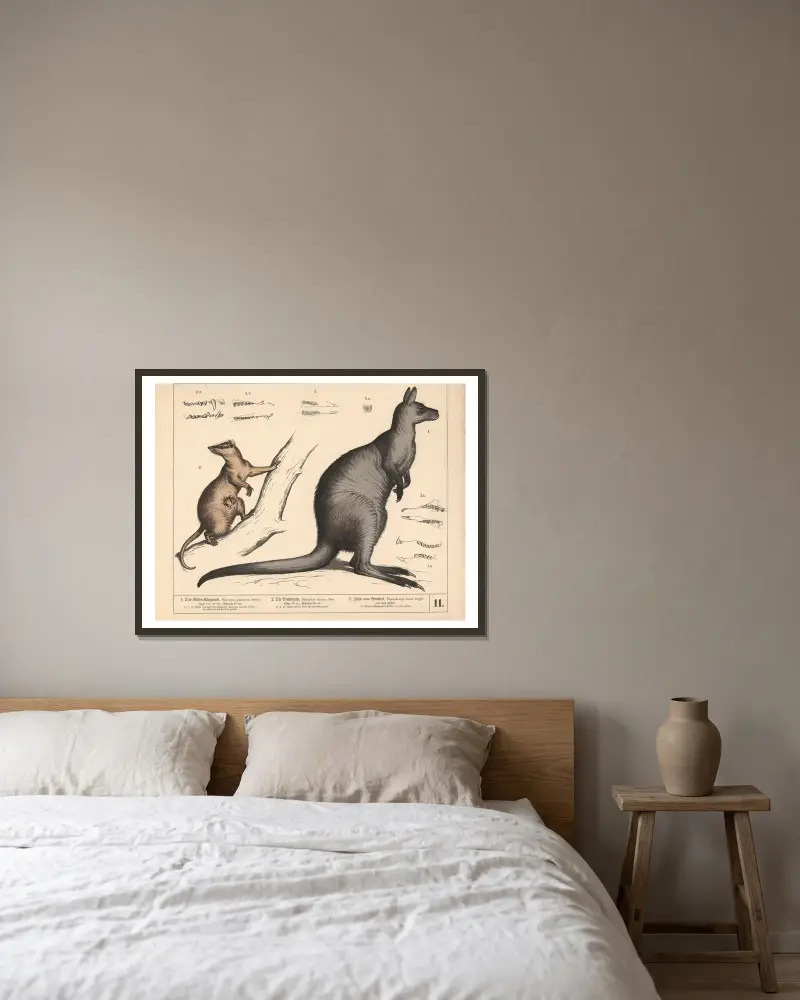 1. Jättekänguru. 2. Opossum. 3. Wombatens tänder av Heinrich Leutemann inramad på en vägg