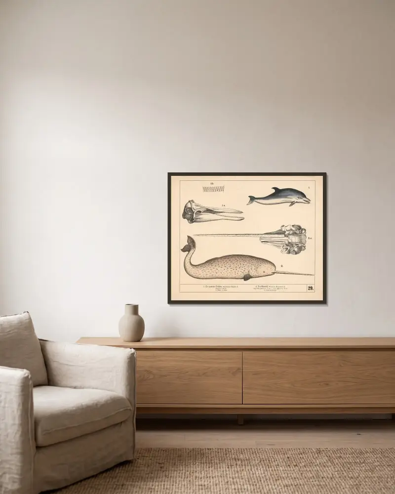 1. Der gemeine Delphin. 2. Der Narwall av Heinrich Leutemann inramad på en vägg