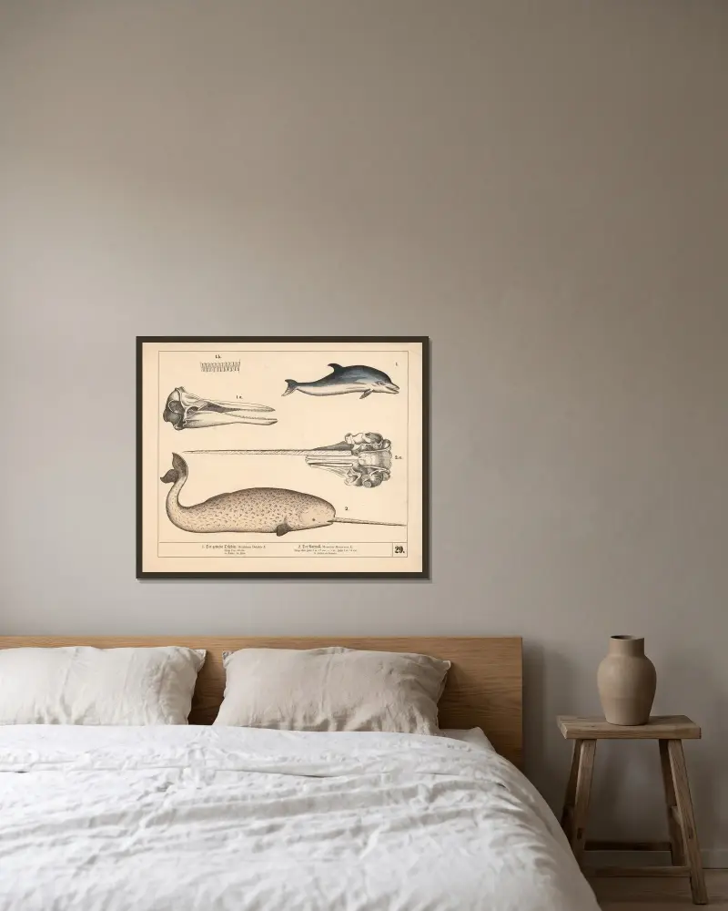 1. Der gemeine Delphin. 2. Der Narwall av Heinrich Leutemann inramad på en vägg