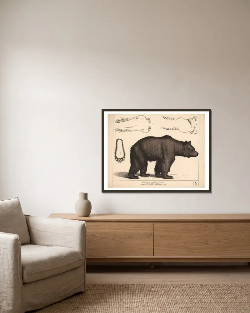 Der gemeine oder braune Bär von Heinrich Leutemann gerahmt an einer Wand