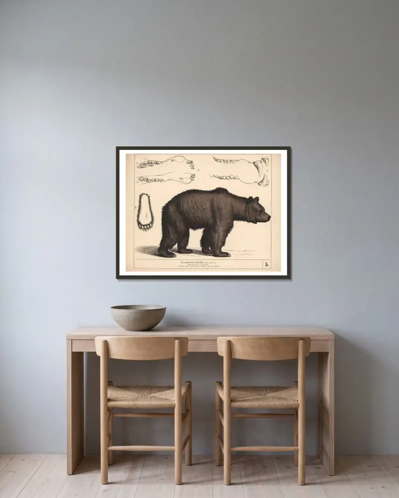 Der gemeine oder braune Bär von Heinrich Leutemann gerahmt an einer Wand