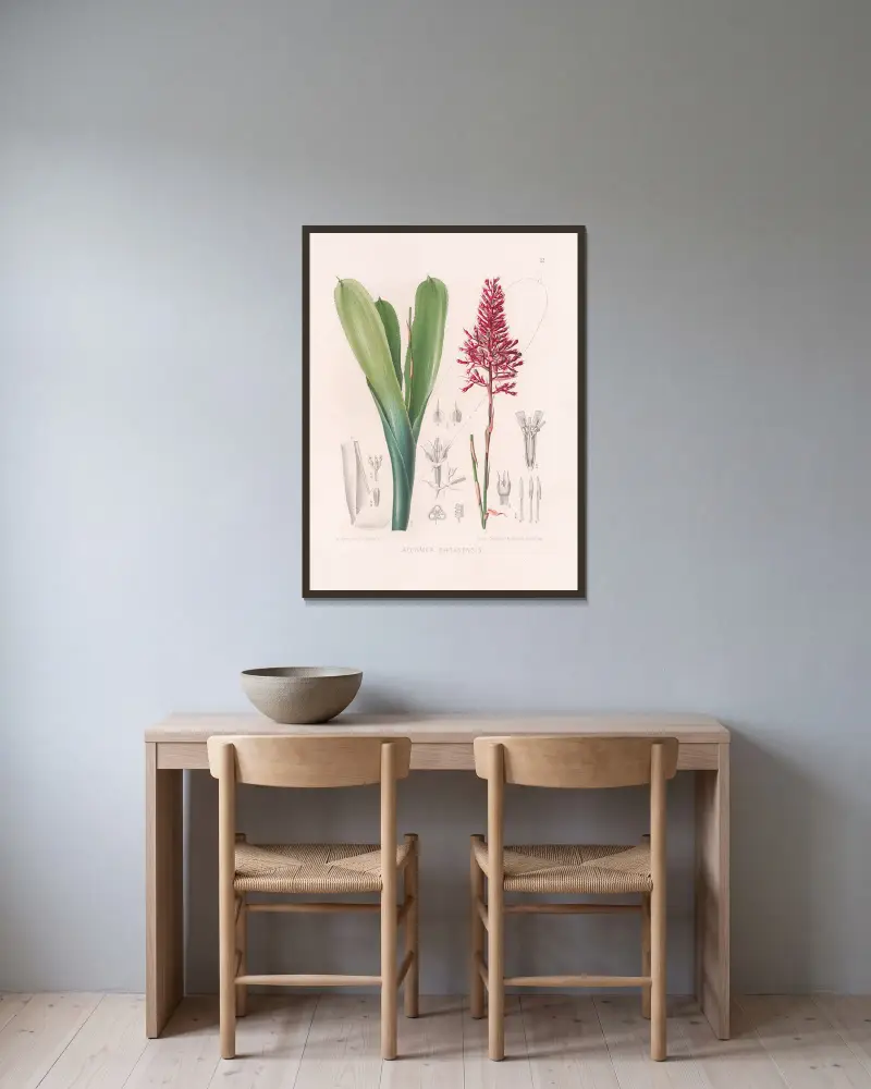 Aechmea Organensis av Heinrich Wawra inramad på en vägg