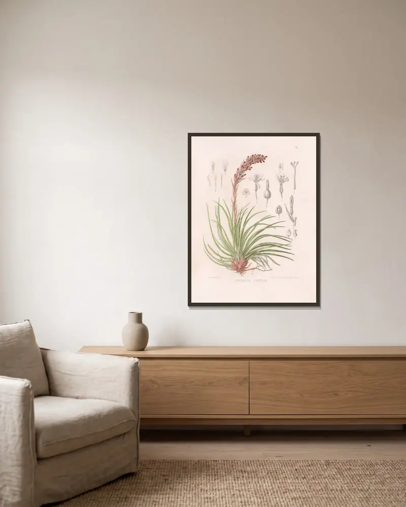 Bromelia Itatiaiae av Heinrich Wawra inramad på en vägg