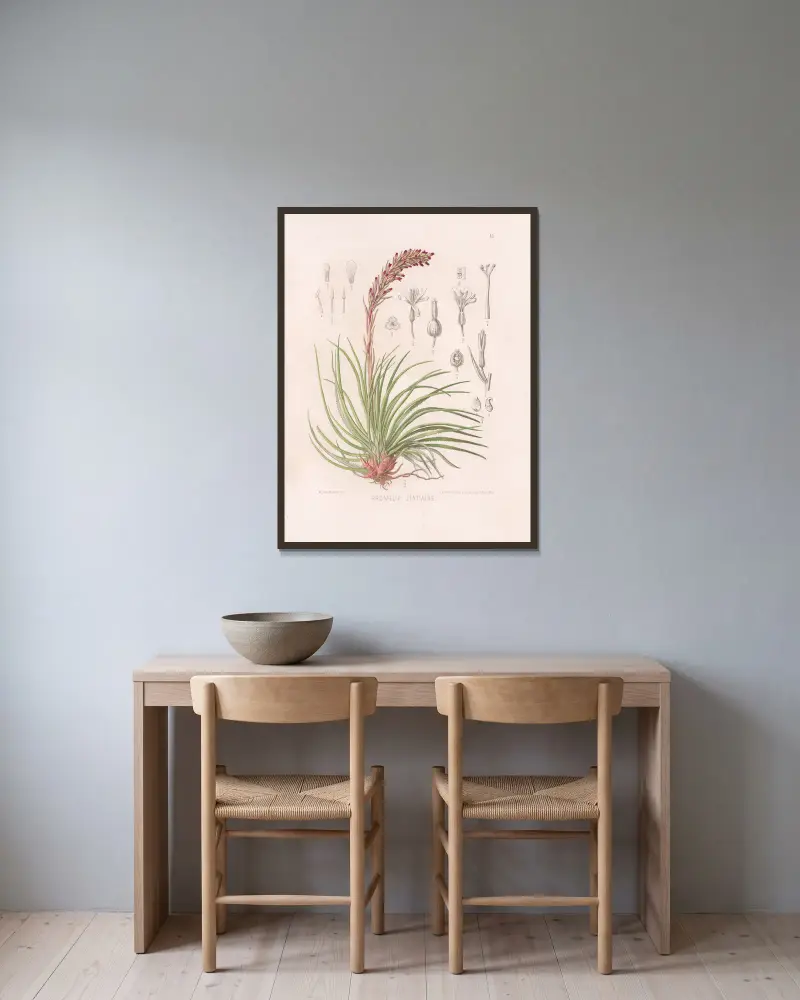 Bromelia Itatiaiae av Heinrich Wawra inramad på en vägg