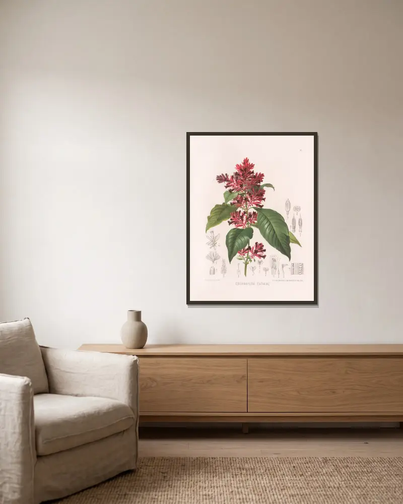 Ebermayera Itatiaiae von Heinrich Wawra gerahmt an einer Wand