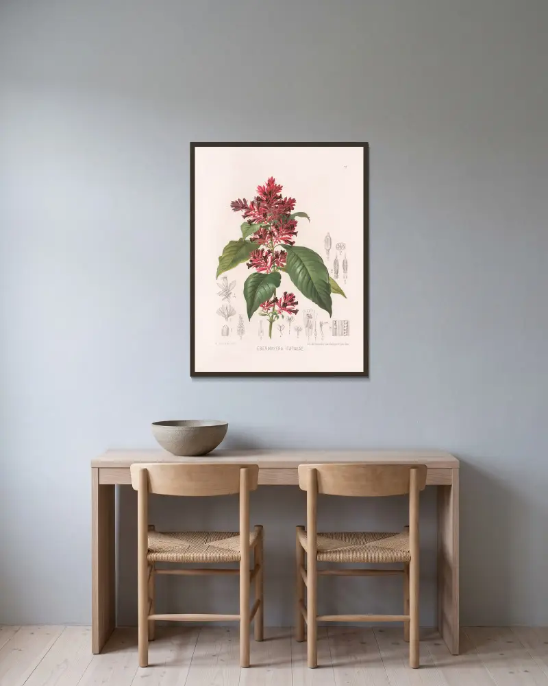 Ebermayera Itatiaiae von Heinrich Wawra gerahmt an einer Wand