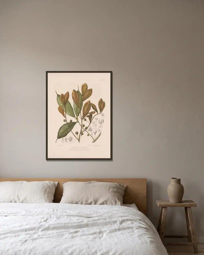 Ficus Vulcanica., Ficus Uniglandulosa av Heinrich Wawra inramad på en vägg